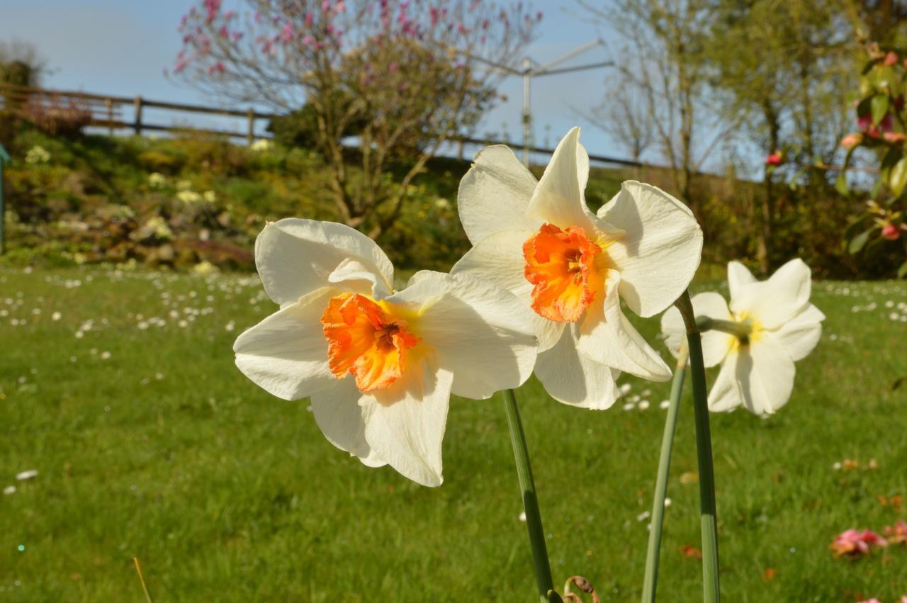 Bryn Hebog Bed & Breakfast Carmarthen Bagian luar foto